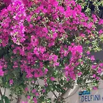 Hotel Doron Delfini Naxos City