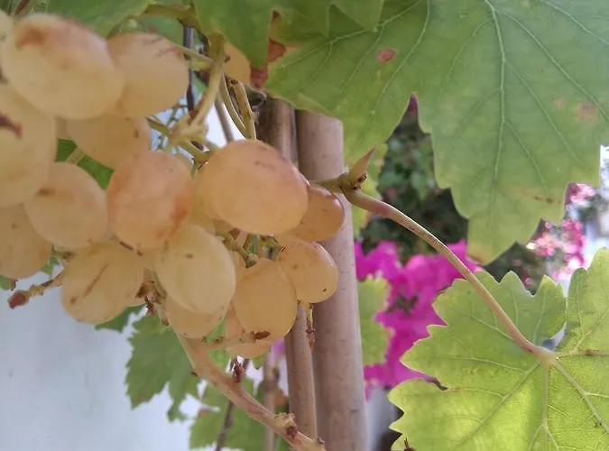 Doron Delfini * Naxos City