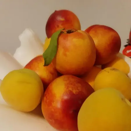 Doron Delfini Naxos City