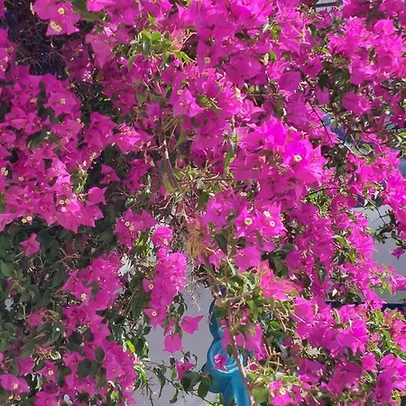 מלון Doron Delfini