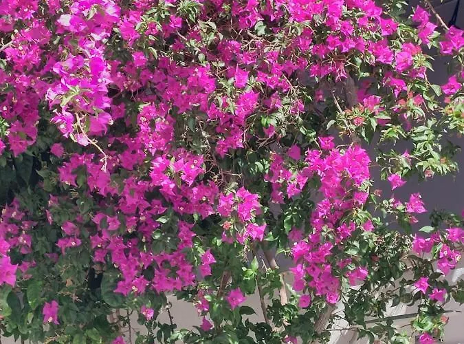 Szálloda Doron Delfini Naxos City