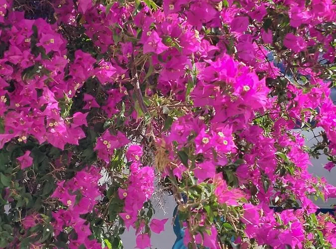 Szálloda Doron Delfini